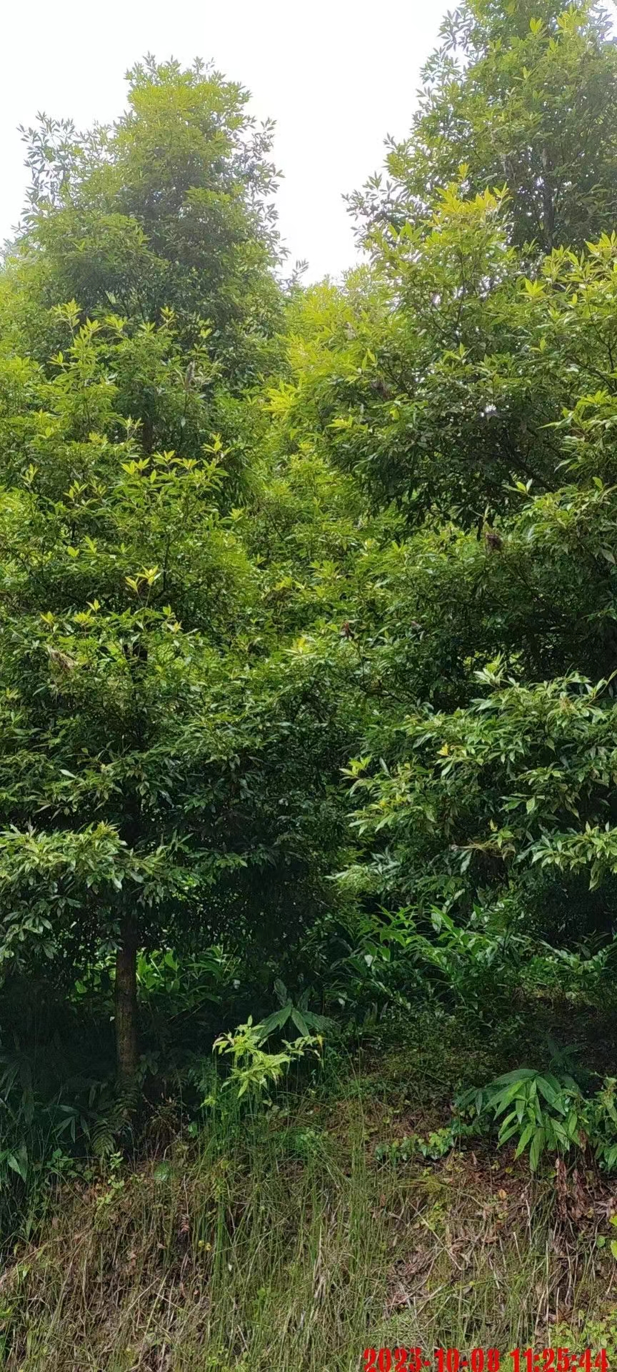 基地出售金絲楠木多少錢(qián)一棵   8-10公分金絲楠木現(xiàn)貨批發(fā)價(jià)格