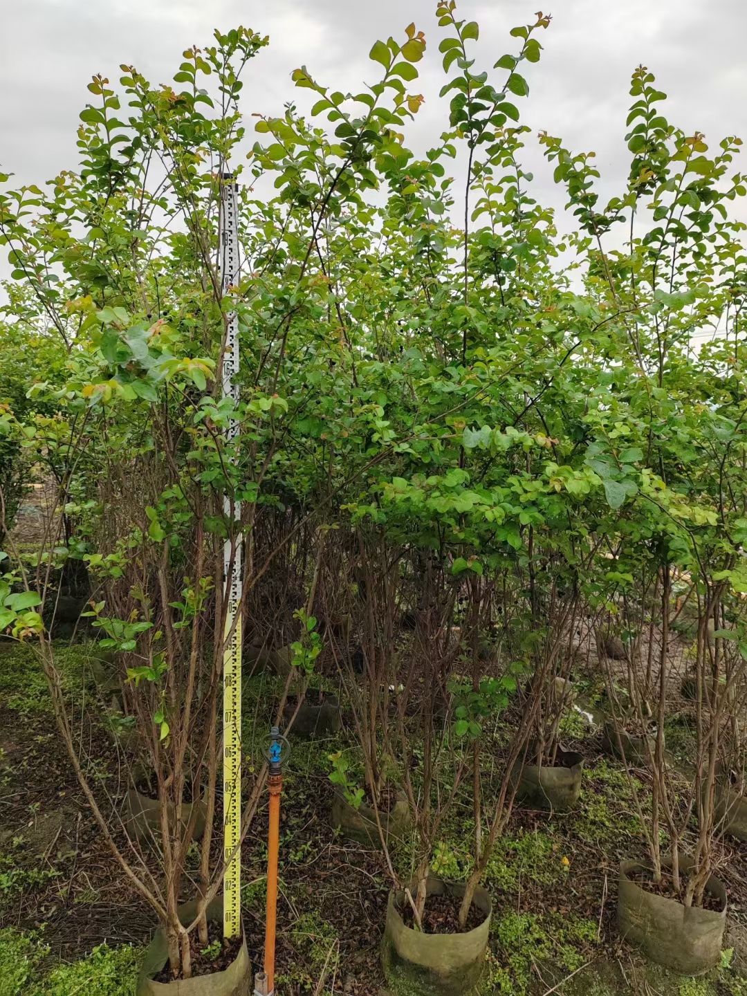 海南小葉紫薇種植-小葉紫薇基地-小葉紫薇批發(fā)-小葉紫薇多少錢