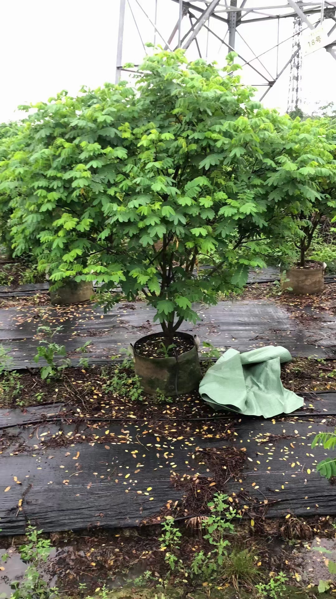 海南黃槐基地-黃槐批發(fā)-黃槐種植-黃槐價錢-黃槐哪家好