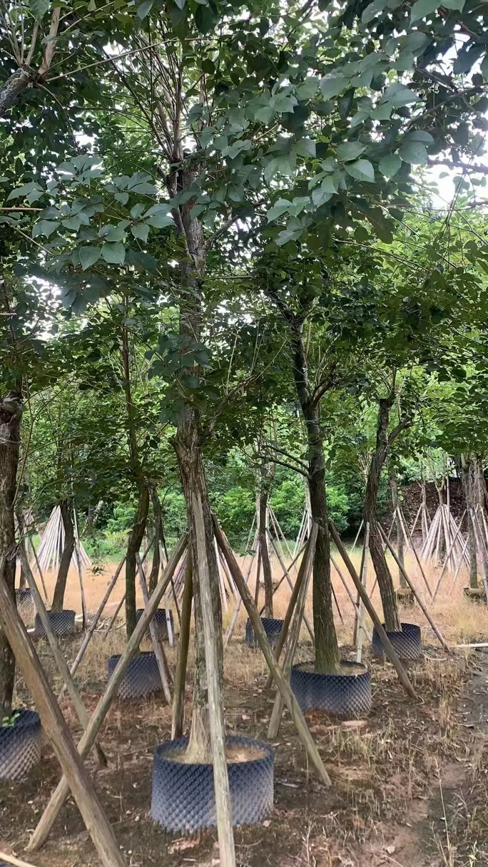 海南黃花風鈴木現(xiàn)貨+批發(fā)+基地+電話+多少錢