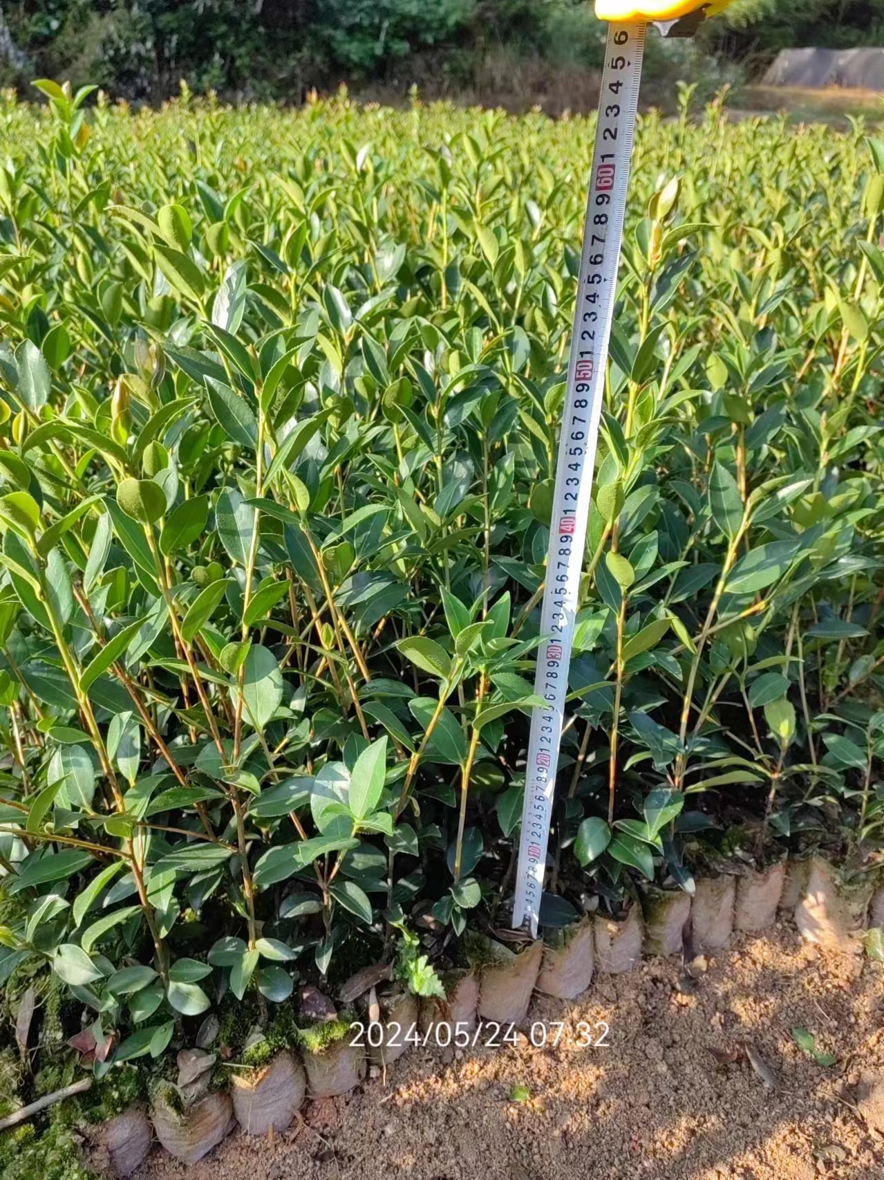 一年小杯嫁接油茶苗基地、銷售、批發(fā)、基地批發(fā)【攸縣丫江橋鎮(zhèn)新飛苗木經(jīng)營(yíng)部】