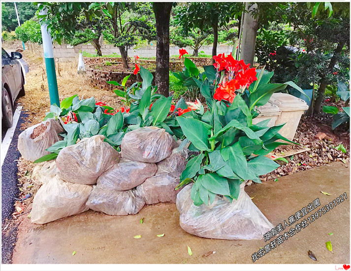 冷門貨湖南美人蕉,瀏陽美人蕉,木芙蓉,夾竹桃大批量種植前景如何 美人蕉